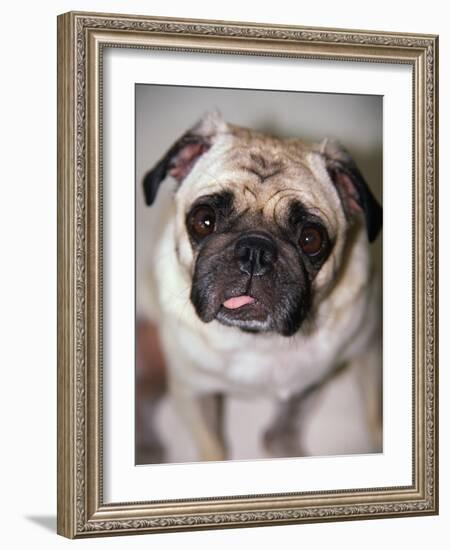 Pug Dog-Allana Wesley White-Framed Photographic Print