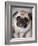 Pug Dog-Allana Wesley White-Framed Photographic Print