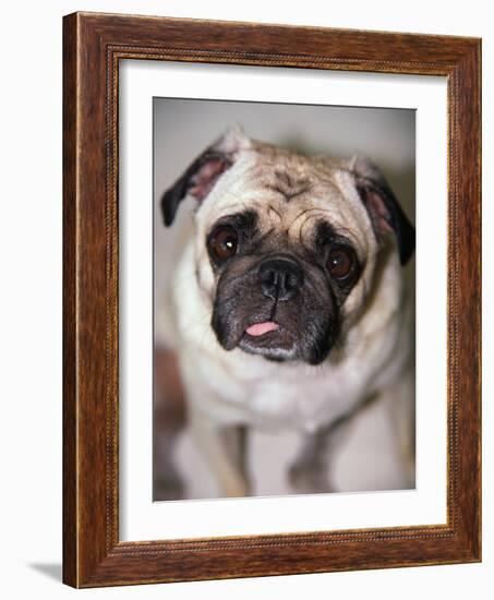 Pug Dog-Allana Wesley White-Framed Photographic Print