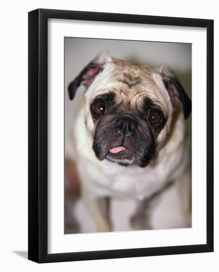 Pug Dog-Allana Wesley White-Framed Photographic Print