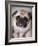 Pug Dog-Allana Wesley White-Framed Photographic Print