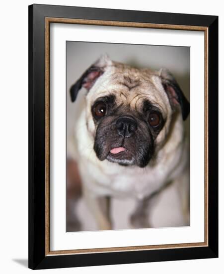 Pug Dog-Allana Wesley White-Framed Photographic Print