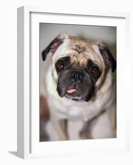 Pug Dog-Allana Wesley White-Framed Photographic Print