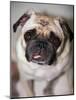 Pug Dog-Allana Wesley White-Mounted Photographic Print