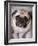 Pug Dog-Allana Wesley White-Framed Photographic Print