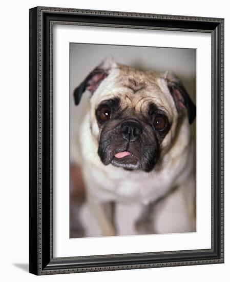 Pug Dog-Allana Wesley White-Framed Photographic Print