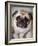 Pug Dog-Allana Wesley White-Framed Photographic Print