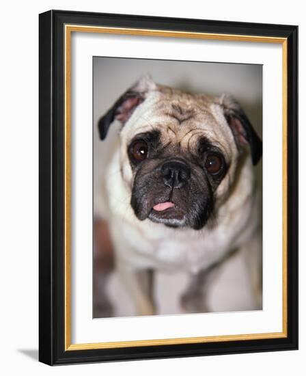 Pug Dog-Allana Wesley White-Framed Photographic Print