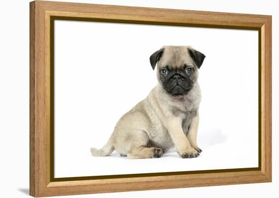 Pug (Fawn) 7 Week Old Puppy-null-Framed Premier Image Canvas