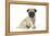 Pug (Fawn) 7 Week Old Puppy-null-Framed Premier Image Canvas