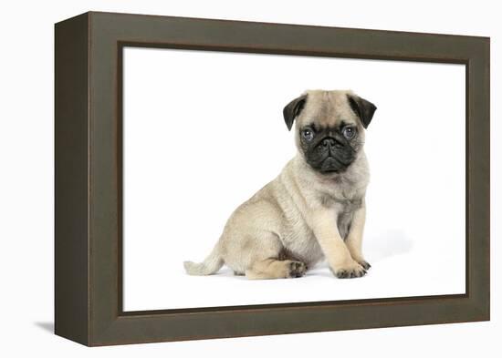 Pug (Fawn) 7 Week Old Puppy-null-Framed Premier Image Canvas