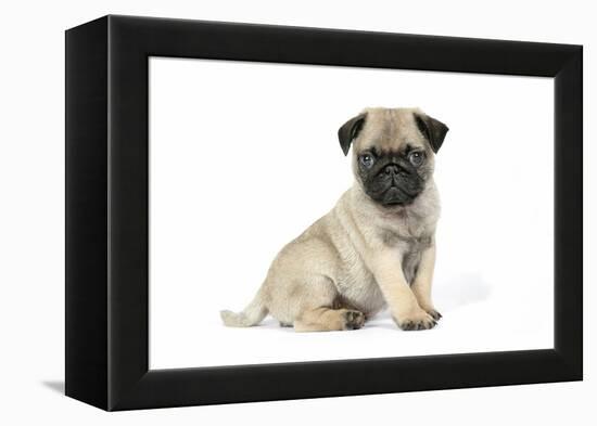 Pug (Fawn) 7 Week Old Puppy-null-Framed Premier Image Canvas