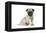 Pug (Fawn) 7 Week Old Puppy-null-Framed Premier Image Canvas