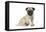 Pug (Fawn) 7 Week Old Puppy-null-Framed Premier Image Canvas