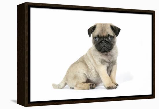 Pug (Fawn) 7 Week Old Puppy-null-Framed Premier Image Canvas