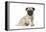 Pug (Fawn) 7 Week Old Puppy-null-Framed Premier Image Canvas