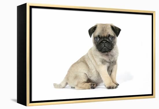 Pug (Fawn) 7 Week Old Puppy-null-Framed Premier Image Canvas