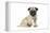 Pug (Fawn) 7 Week Old Puppy-null-Framed Premier Image Canvas