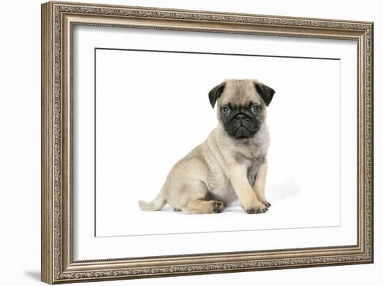 Pug (Fawn) 7 Week Old Puppy-null-Framed Photographic Print