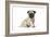 Pug (Fawn) 7 Week Old Puppy-null-Framed Photographic Print