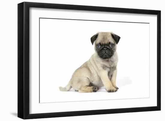 Pug (Fawn) 7 Week Old Puppy-null-Framed Photographic Print
