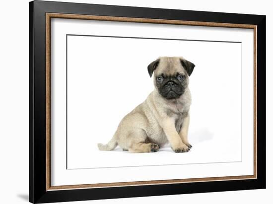 Pug (Fawn) 7 Week Old Puppy-null-Framed Photographic Print