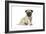 Pug (Fawn) 7 Week Old Puppy-null-Framed Photographic Print