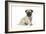 Pug (Fawn) 7 Week Old Puppy-null-Framed Photographic Print