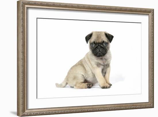 Pug (Fawn) 7 Week Old Puppy-null-Framed Photographic Print