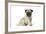 Pug (Fawn) 7 Week Old Puppy-null-Framed Photographic Print