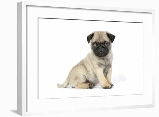 Pug (Fawn) 7 Week Old Puppy-null-Framed Photographic Print