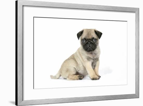 Pug (Fawn) 7 Week Old Puppy-null-Framed Photographic Print