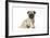 Pug (Fawn) 7 Week Old Puppy-null-Framed Photographic Print