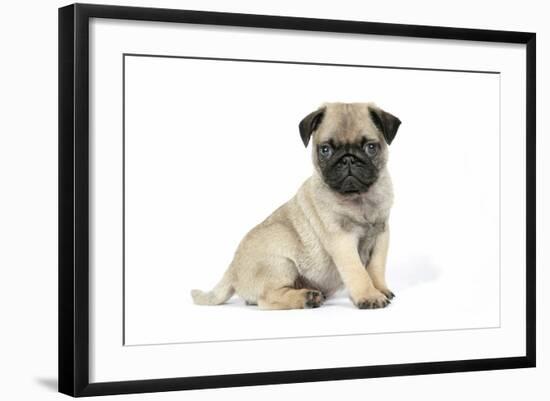 Pug (Fawn) 7 Week Old Puppy-null-Framed Photographic Print