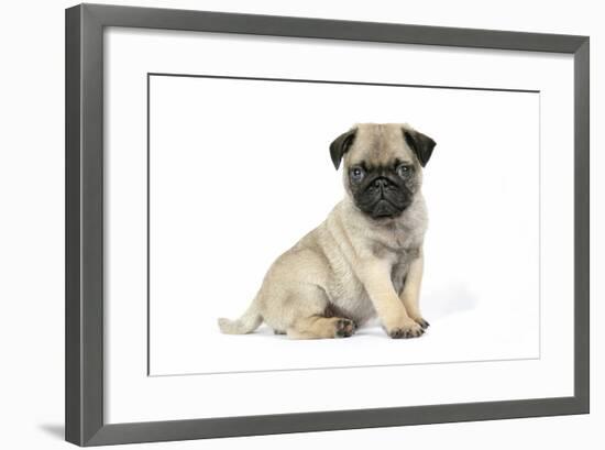 Pug (Fawn) 7 Week Old Puppy-null-Framed Photographic Print