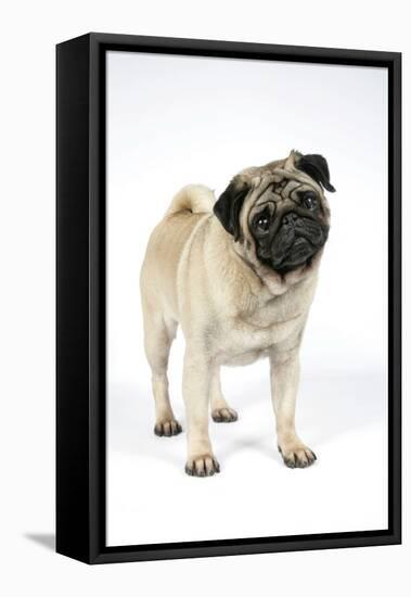 Pug (Fawn) with its Head Cocked-null-Framed Premier Image Canvas