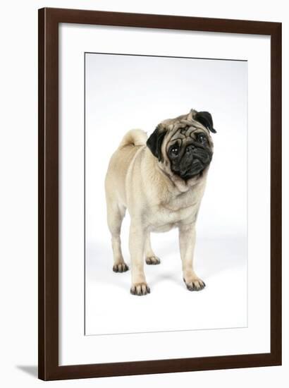 Pug (Fawn) with its Head Cocked-null-Framed Photographic Print