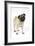 Pug (Fawn) with its Head Cocked-null-Framed Photographic Print