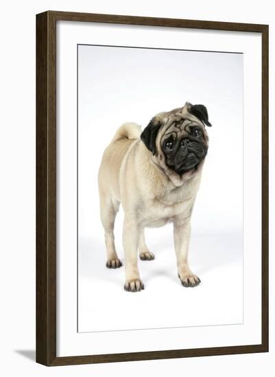 Pug (Fawn) with its Head Cocked-null-Framed Photographic Print