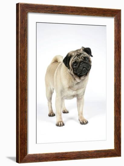 Pug (Fawn) with its Head Cocked-null-Framed Photographic Print