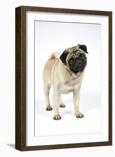 Pug (Fawn) with its Head Cocked-null-Framed Photographic Print