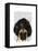 Pug in a Bad Wig-Fab Funky-Framed Stretched Canvas