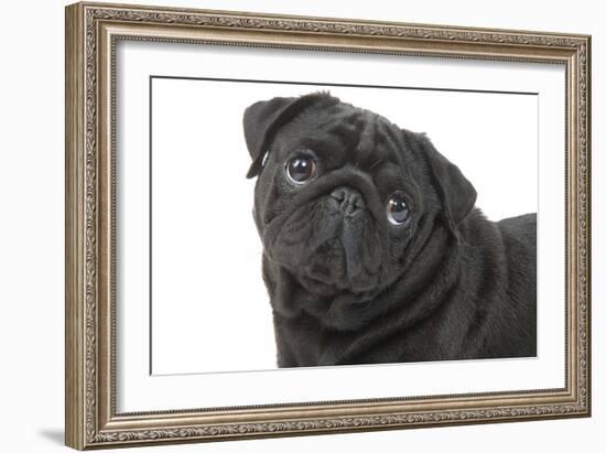 Pug in Studio-null-Framed Photographic Print