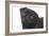 Pug in Studio-null-Framed Photographic Print