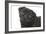 Pug in Studio-null-Framed Photographic Print