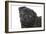 Pug in Studio-null-Framed Photographic Print