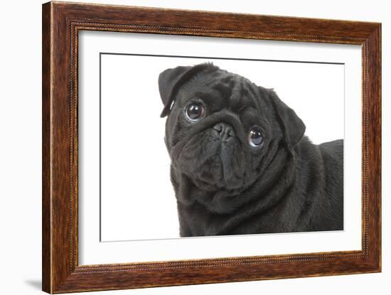 Pug in Studio-null-Framed Photographic Print