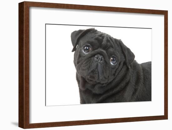 Pug in Studio-null-Framed Photographic Print