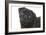 Pug in Studio-null-Framed Photographic Print