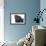 Pug in Studio-null-Framed Photographic Print displayed on a wall